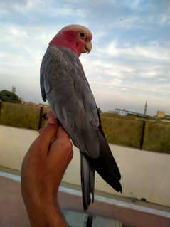 galah