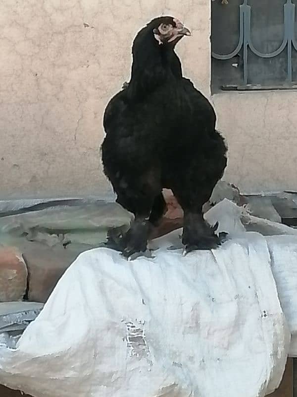 Black buff available for sale. 0