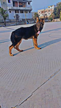 German shepherd female