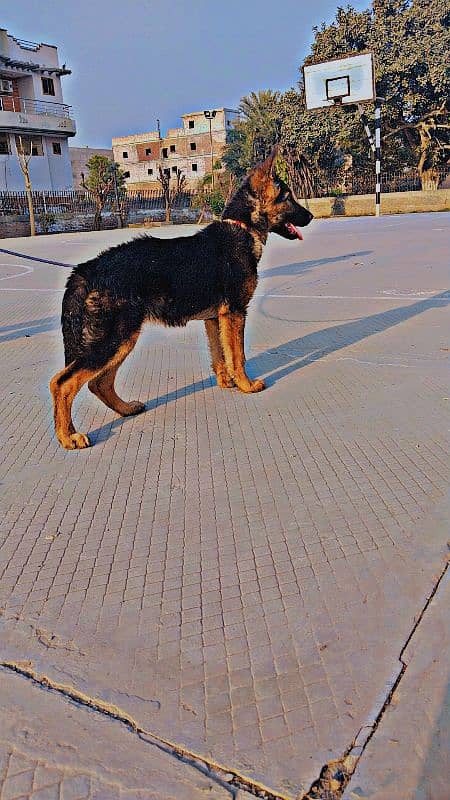 German shepherd female 2