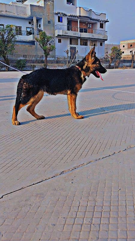 German shepherd female 3