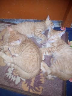 3 brown  double persion kitten for sale