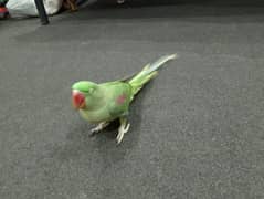 raw parrot