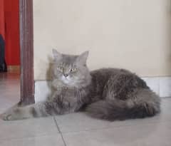 Persian Male Cat