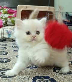 persian kittens female/male triple coated /punch face