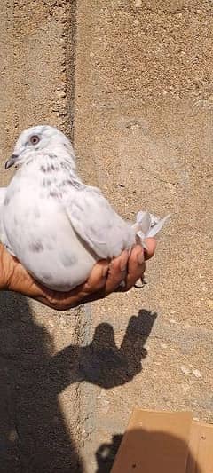 Low Flyer Male Pigeon