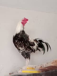 DESI AND ASEEL SINDHI CROSS ROOSTER