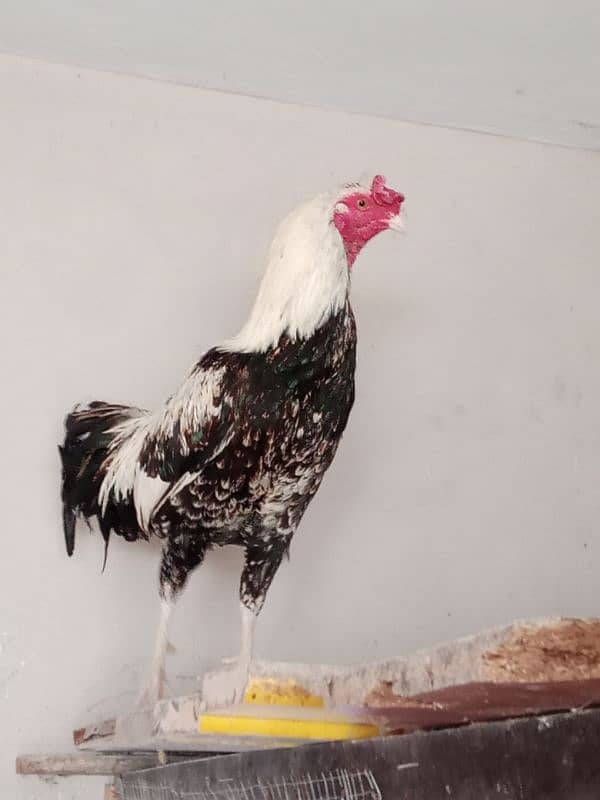 DESI AND ASEEL SINDHI CROSS ROOSTER 2