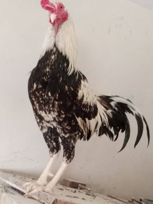 DESI AND ASEEL SINDHI CROSS ROOSTER 3