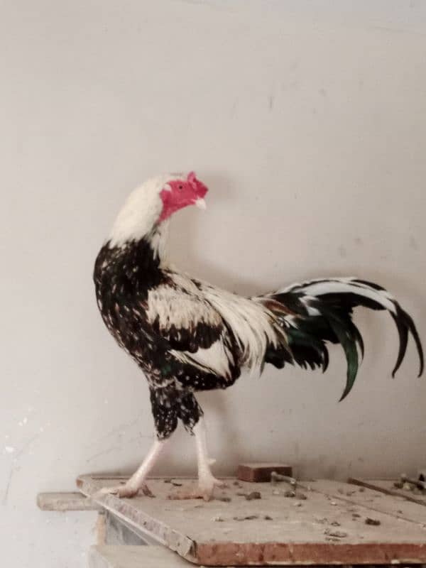 DESI AND ASEEL SINDHI CROSS ROOSTER 5