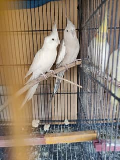 Breeder pair Cocktail,love bird and Australian parrot