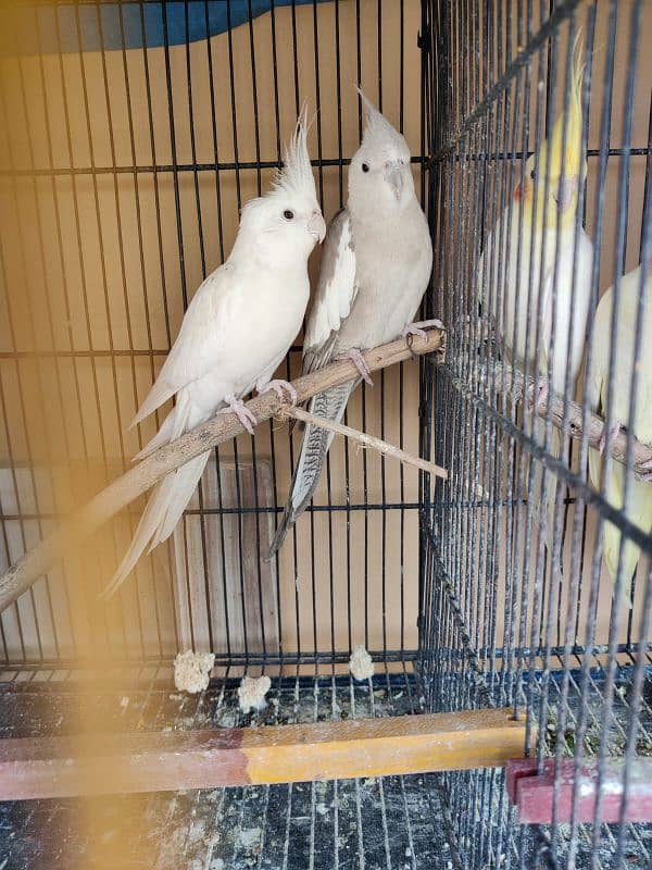 Breeder pair Cocktail,love bird and Australian parrot 0