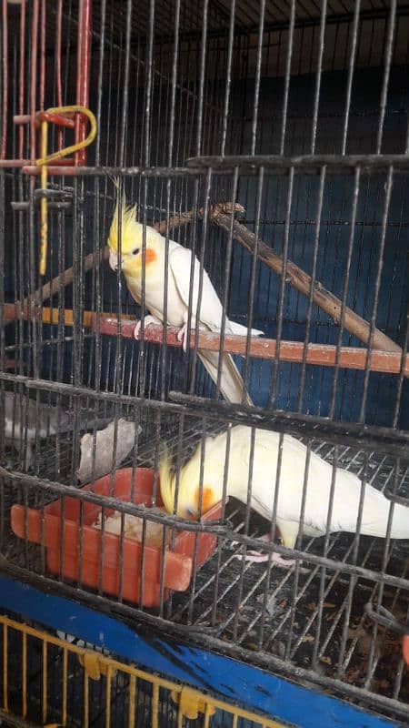 Breeder pair Cocktail,love bird and Australian parrot 1