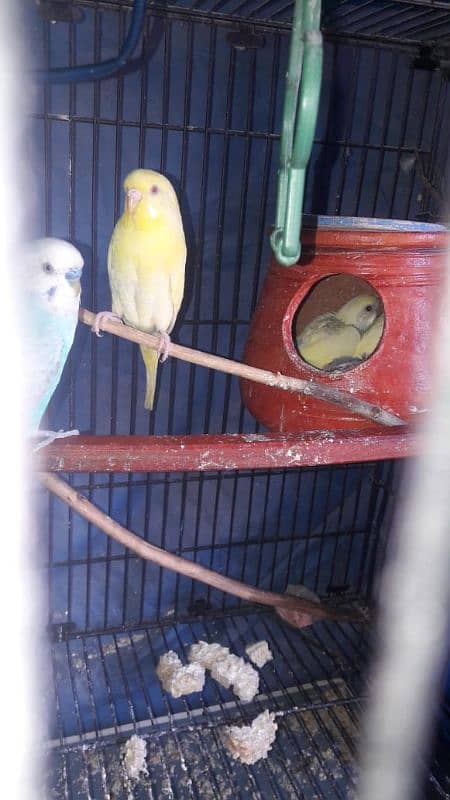 Breeder pair Cocktail,love bird and Australian parrot 5