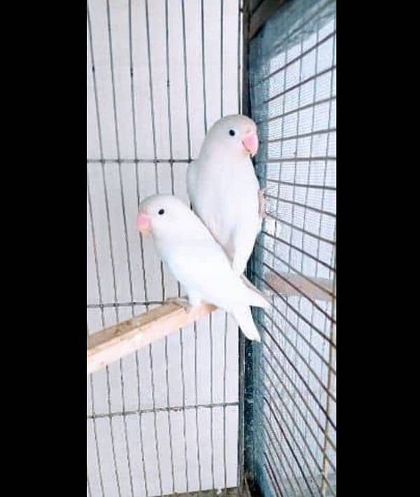 Breeder pair Cocktail,love bird and Australian parrot 7