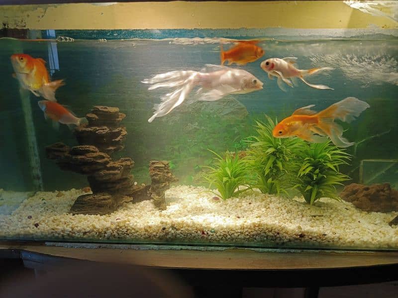 Fish Aquarium with all accessories and fish 2