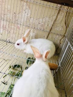 Argent sale White Rabbit pair Please Serious Buyer come inbox