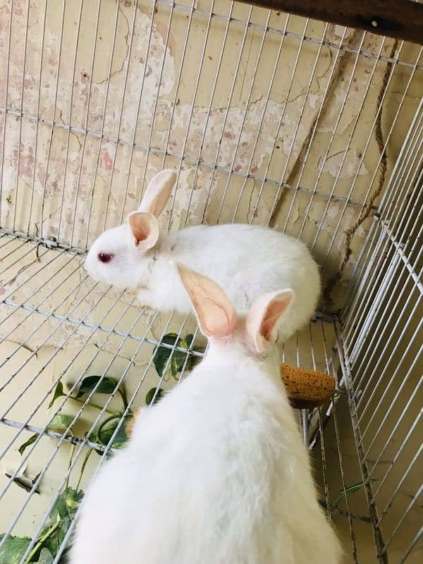 Argent sale White Rabbit pair Please Serious Buyer come inbox 0