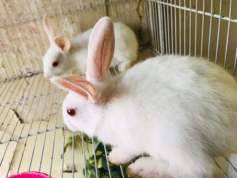 Argent sale White Rabbit pair Please Serious Buyer come inbox 1