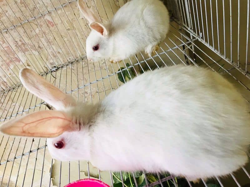 Argent sale White Rabbit pair Please Serious Buyer come inbox 2