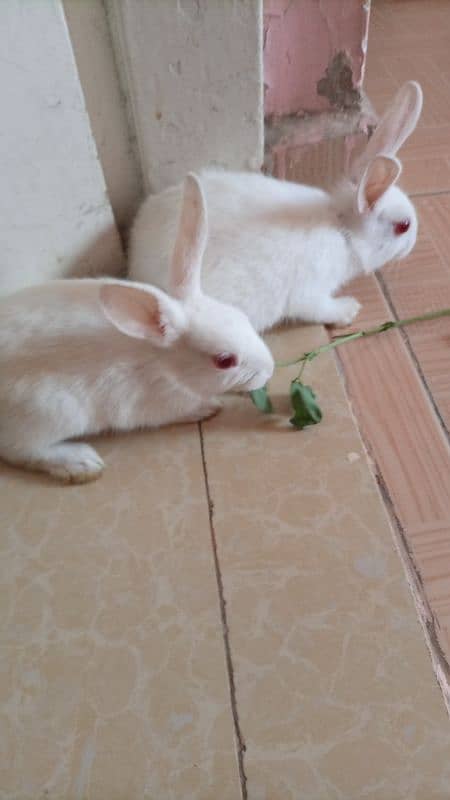 Argent sale White Rabbit pair Please Serious Buyer come inbox 3