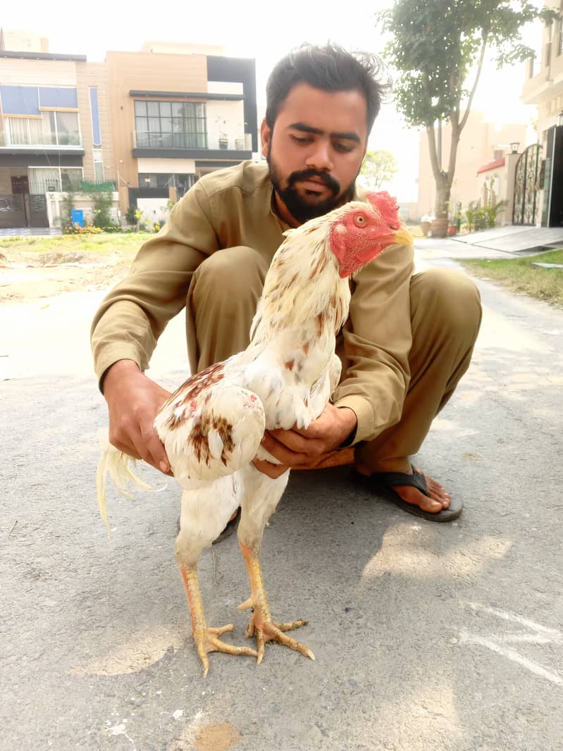 pure white Vietnami Thai Cross/ quality male / Vietnami birds 4