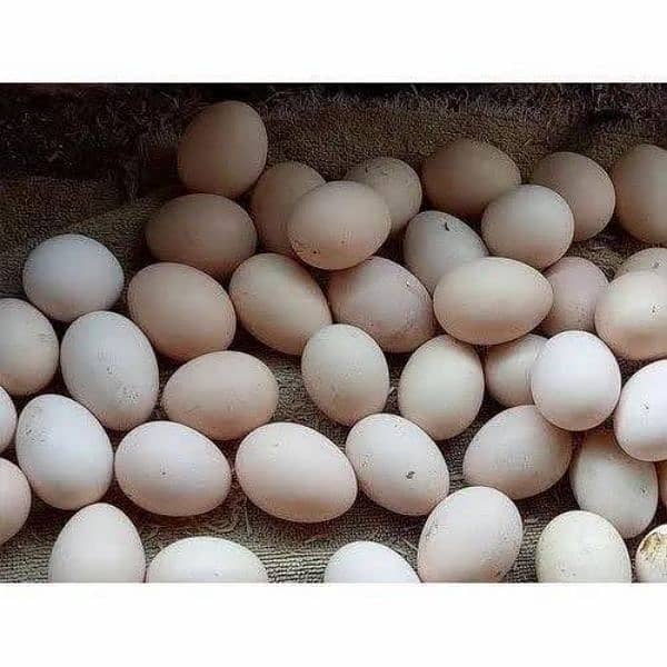 fresh dasi eggs per egg 30 0