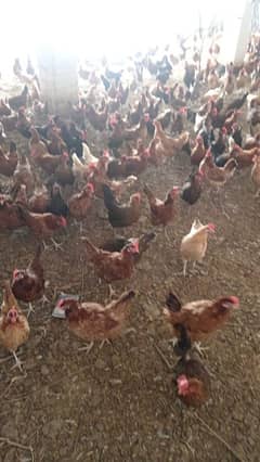 eggs laying golden misri for sale