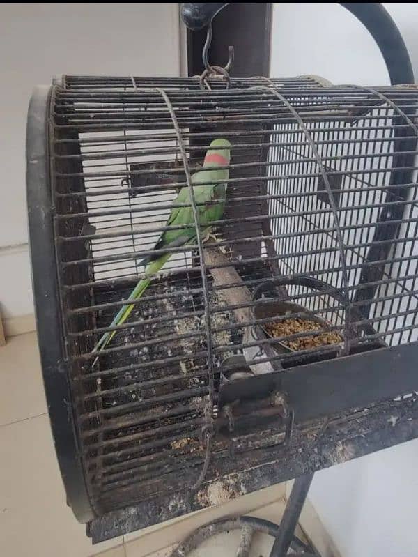 RAW KASHMIRI PARROT 2