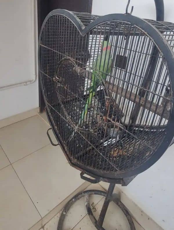 RAW KASHMIRI PARROT 3