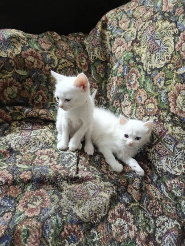 Persian kittens 0