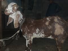 kamori bakra and bakri