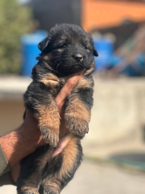 German shepherd 11