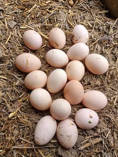 Desi eggs 480 rupees dozen,All fresh stock Desi andy 480 rupy darjan