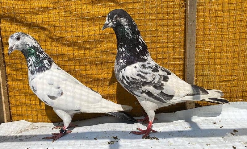 sailkoti pigeons bredr pair avil 0