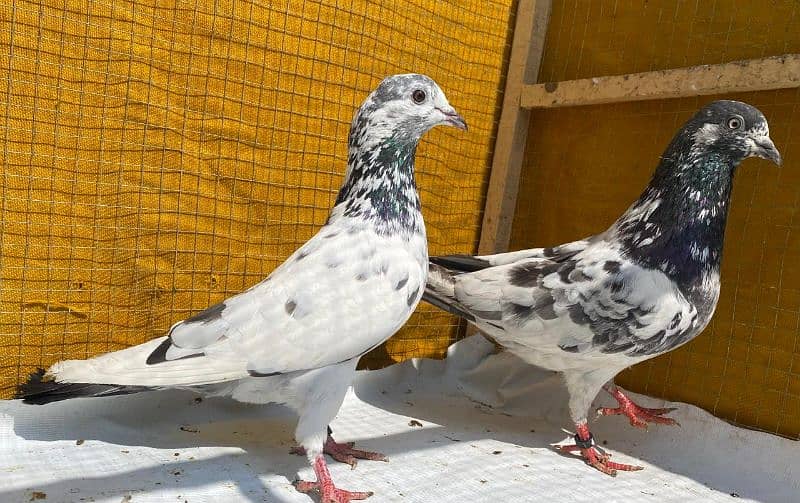 sailkoti pigeons bredr pair avil 1