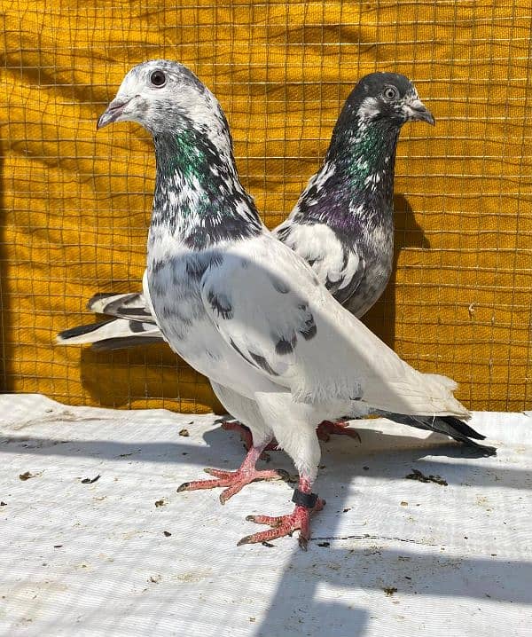 sailkoti pigeons bredr pair avil 2