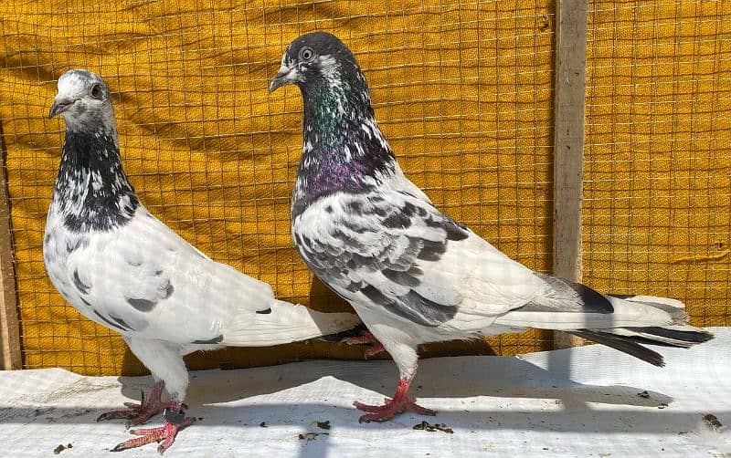 sailkoti pigeons bredr pair avil 3