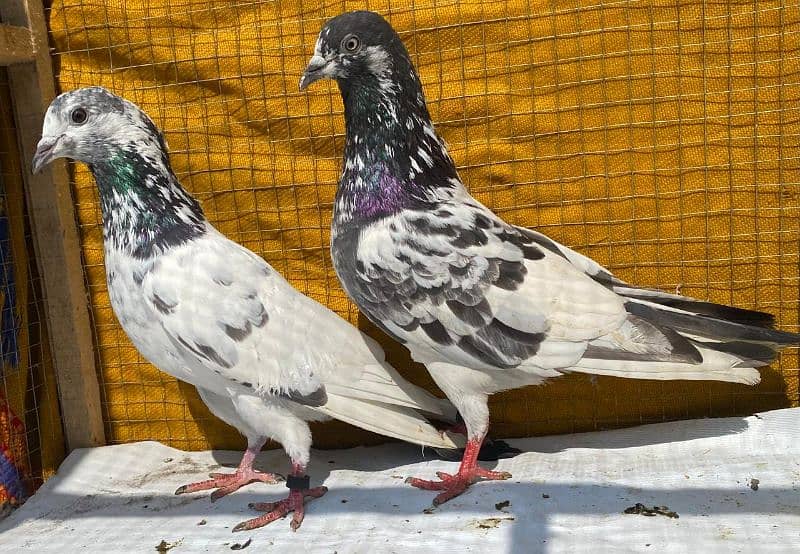 sailkoti pigeons bredr pair avil 6