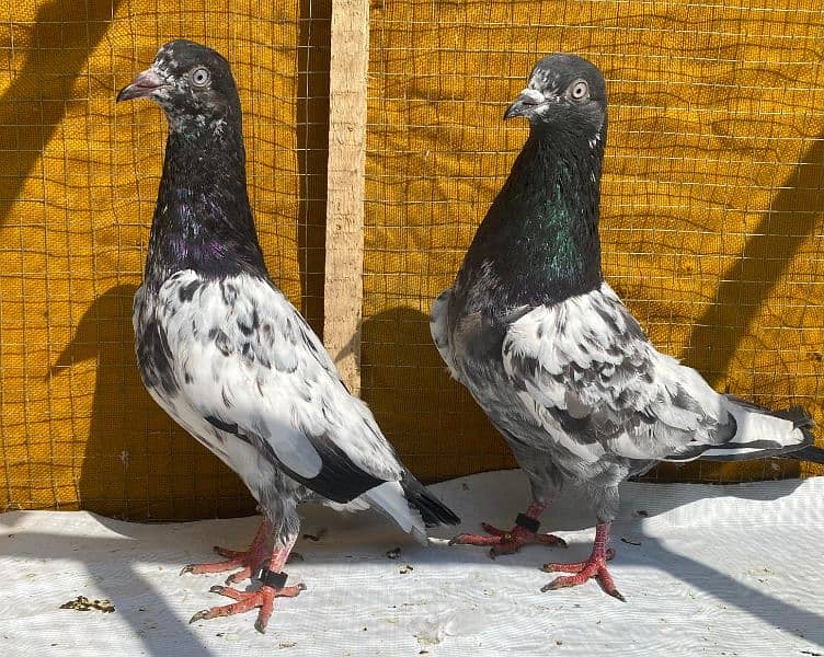 sailkoti pigeons bredr pair avil 8