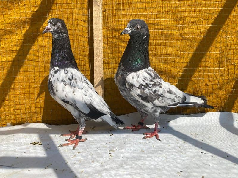 sailkoti pigeons bredr pair avil 9