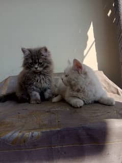 Pair of 2 Persian kittens age 3 months