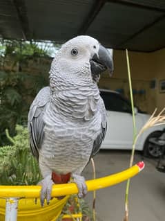 African grey talking parrot with big cage for sale