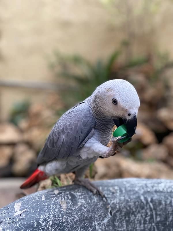 African grey talking parrot with big cage for sale 1