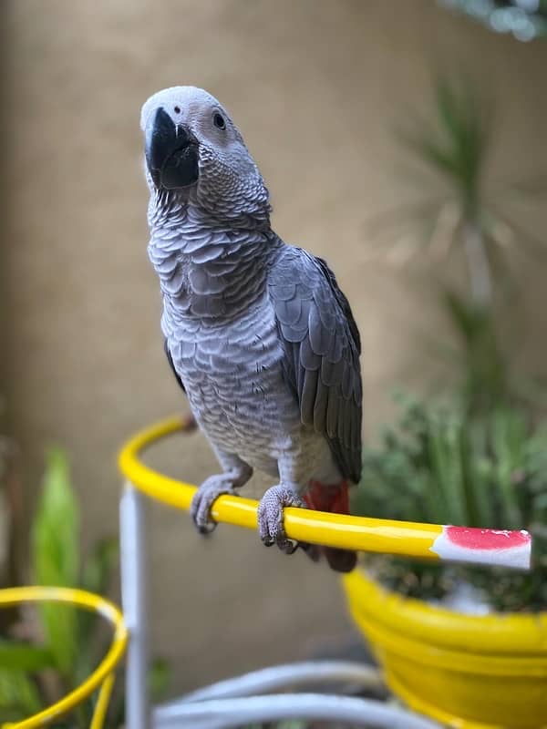 African grey talking parrot with big cage for sale 2