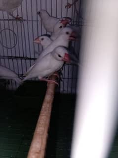 red eye split java red to first breed pair for sale and love birds