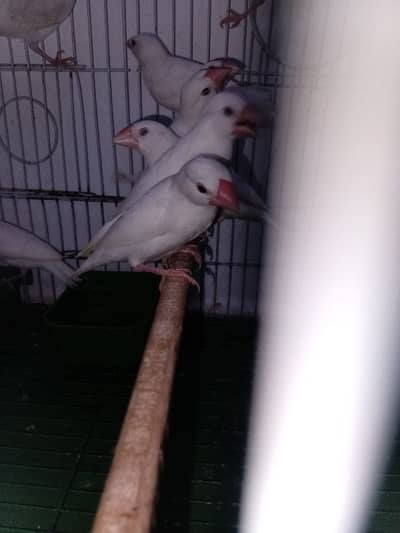 red eye split java red to first breed pair for sale - Finches - 1098785923