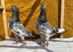 teddy Pigeons pair avil