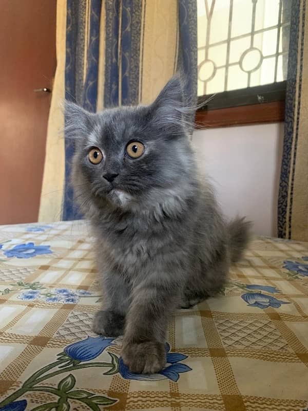 persian cat kitten 1