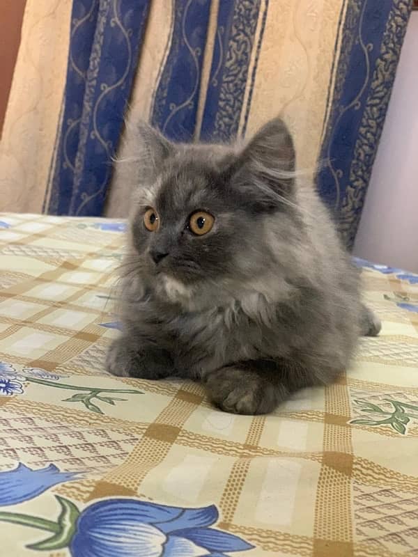 persian cat kitten 2